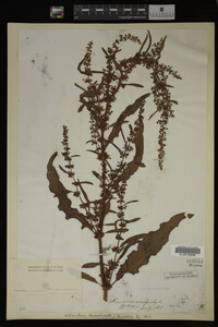 Image Associated With the Occurrence