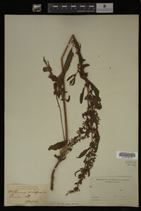 Image Associated With the Occurrence