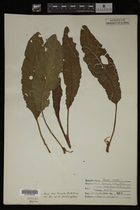 Image Associated With the Occurrence