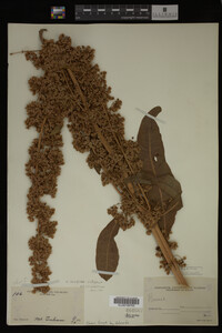 Image Associated With the Occurrence