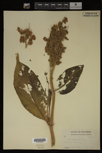 Image Associated With the Occurrence