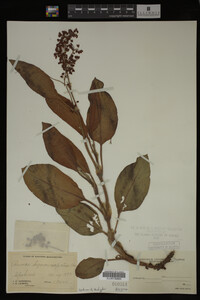 Image Associated With the Occurrence