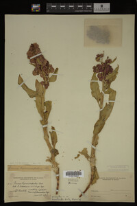 Image Associated With the Occurrence