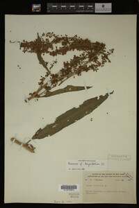 Image Associated With the Occurrence