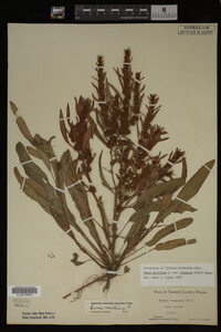 Image Associated With the Occurrence