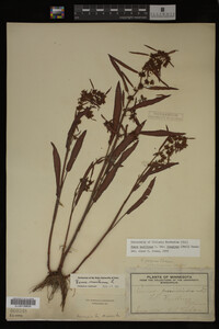 Image Associated With the Occurrence