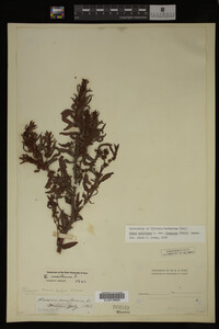 Image Associated With the Occurrence