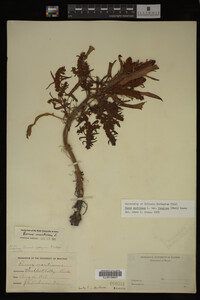 Image Associated With the Occurrence