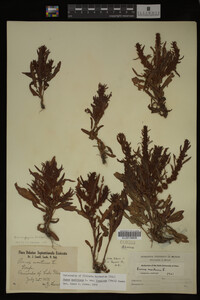 Image Associated With the Occurrence