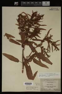 Image Associated With the Occurrence