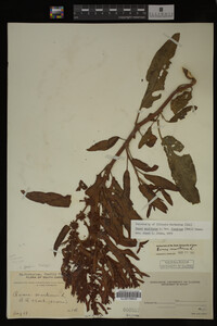 Image Associated With the Occurrence