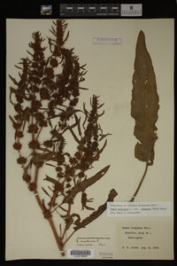 Image Associated With the Occurrence