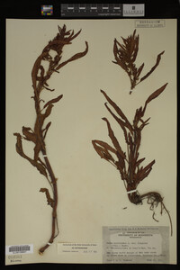 Image Associated With the Occurrence