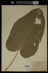 Image Associated With the Occurrence