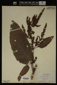 Image Associated With the Occurrence