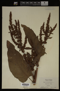Image Associated With the Occurrence