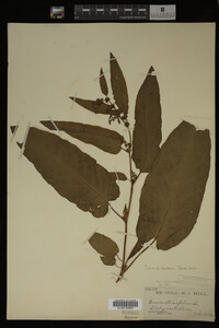 Image Associated With the Occurrence