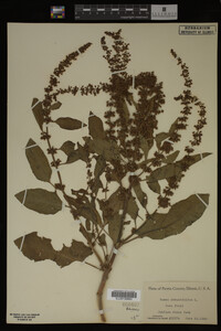 Image Associated With the Occurrence