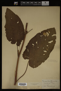 Image Associated With the Occurrence