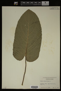 Image Associated With the Occurrence