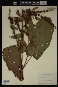 Image Associated With the Occurrence