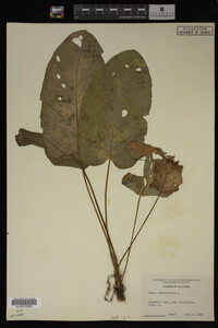Image Associated With the Occurrence