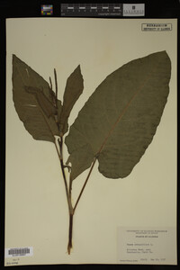 Image Associated With the Occurrence