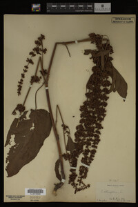 Image Associated With the Occurrence