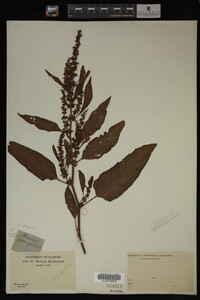 Image Associated With the Occurrence