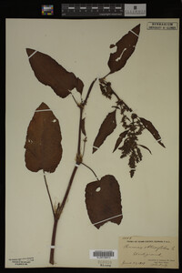 Image Associated With the Occurrence