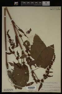 Image Associated With the Occurrence