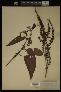 Image Associated With the Occurrence