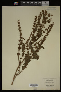 Image Associated With the Occurrence