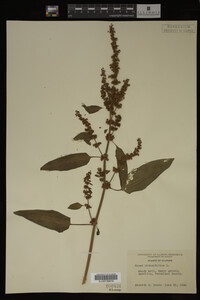 Image Associated With the Occurrence