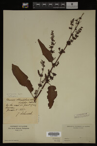 Image Associated With the Occurrence