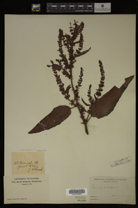 Image Associated With the Occurrence