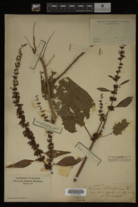 Image Associated With the Occurrence