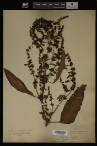 Image Associated With the Occurrence