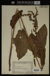 Image Associated With the Occurrence