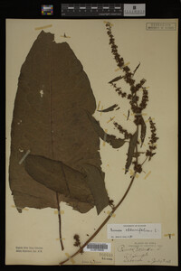 Image Associated With the Occurrence