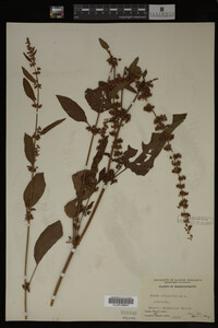 Image Associated With the Occurrence