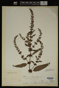 Image Associated With the Occurrence