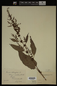 Image Associated With the Occurrence