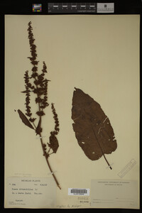 Image Associated With the Occurrence