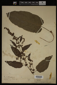 Image Associated With the Occurrence