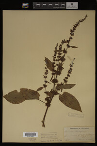 Image Associated With the Occurrence