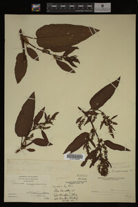 Image Associated With the Occurrence