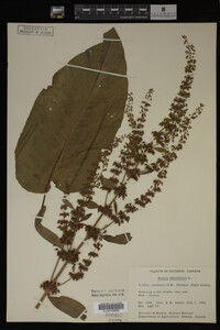 Image Associated With the Occurrence