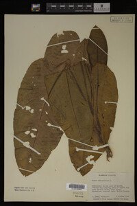 Image Associated With the Occurrence