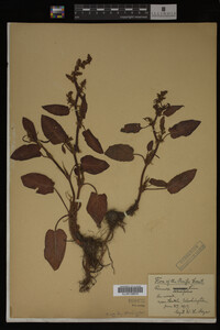 Image Associated With the Occurrence